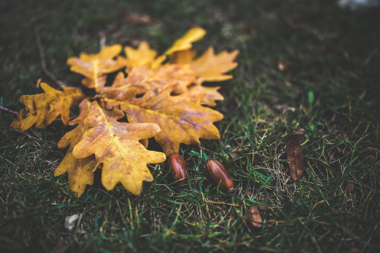 yellow oak leaf leaves autumn